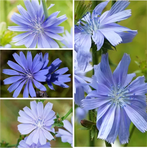 Miniatura 3 de Seed Needs Semillas de achicoria para plantar Cichorium intybus, reliquia y flores silvestres polinizadas abiertas para cultivar un jardín