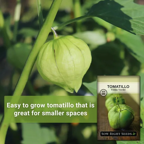 Miniatura 3 de Sow Right Seeds - Semillas de tomatillo Toma Verde para plantar - Paquete de reliquia sin OMG con instrucciones para plantar un huerto casero