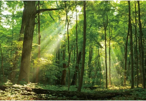 Telón de fondo de bosque pacífico de 5 x 3 pies para fotografía, árboles verdes, fondo de sol para camping, suburbios, picnic, fiesta, decoración de