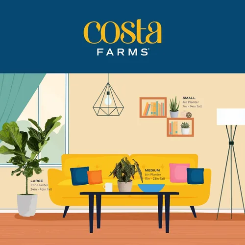 Miniatura 9 de Costa Farms Planta de aloe vera, suculenta viva, planta de interior de fácil cuidado en maceta de cultivo, purificador de aire de habitación, mesa