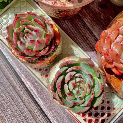 Miniatura 4 de Echeveria Agavoides Cassius - Kit de suculentas abigarradas, con maceta de plástico, 1 cabeza de planta viva de 2.5 pulgadas, suelo comprimido