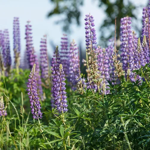 Miniatura 2 de Seed Needs Semillas silvestres perennes de altramuces para plantar reliquias y flores polinizadas abiertas, flores atractivas perfectas para un