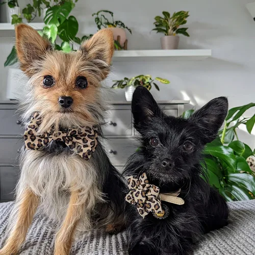 Miniatura 6 de Huxley & Kent Pajarita para mascotas Leopardo bronceado (pequeño) Accesorio para el collar de pajarita Divertidas pajaritas para perros