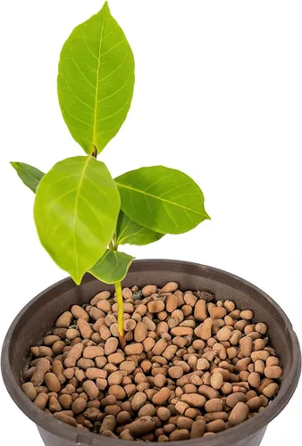 Miniatura 4 de Gardenera Guijarros de arcilla expandida para plantas – Bolas de LECA de 4mm-16mm Arcilla Hydroton 100% natural para drenaje, hidroponía
