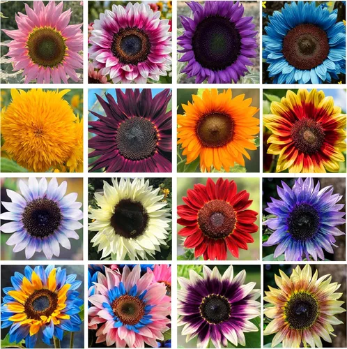 Mezcla de semillas de girasol gigante (más de 200 semillas), variedades de reliquia roja, morada y rosa para un vibrante jardín de mariposas