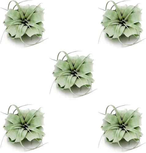Miniatura 21 de ragnaroc Plantas de aire – Tillandsia Xerographica, gigante de 9-14 pulgadas – 1 unidad – Llegada viva garantizada – Plantas