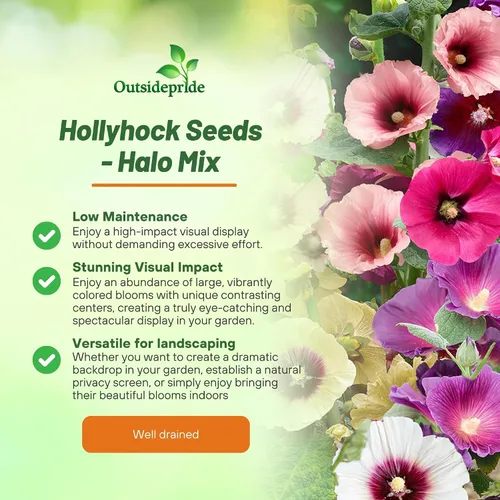 Miniatura 3 de Outsidepride Halo Hollyhock Seeds - 25 piezas de semillas de flores tolerantes a la sequía de larga duración con flores semiprecibles para jardines