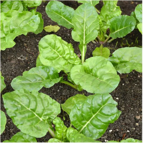 Miniatura 3 de Everwilde Farms - Semillas de acelgas suizas Fordhook de 1/4 libras - Gold Vault