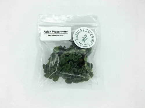 Miniatura 4 de Musgo de agua asiático, Salvinia cucullata, acuario vivo/acuático/de agua dulce/planta flotante/estanque, tanque plantado, paisaje acuático por
