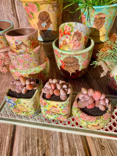 Miniatura 4 de xPachyveria Elaine - Kit de suculentas – con maceta de plástico, planta viva en racimo de 2 pulgadas, suelo comprimido y guía, para escritorio