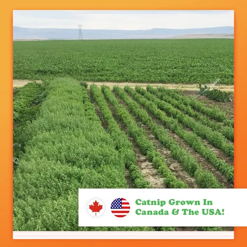 Miniatura 5 de Meowijuana Porros de hierba gatera tamaño King Orgánico Hierba gatera molida seca premium Alta potencia Cultivado en América del Norte