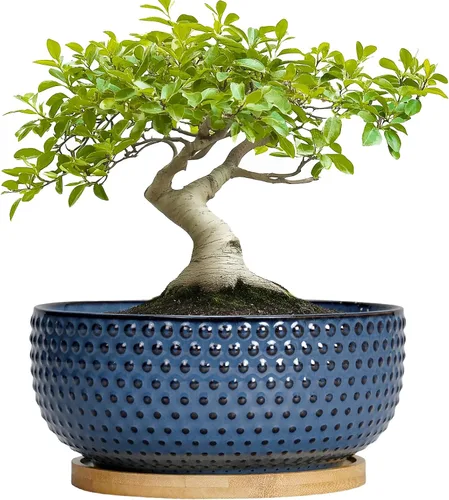 Miniatura 13 de Macetas para suculentas de 8 pulgadas - Macetas de bonsái de cerámica para plantas de interior, maceta con agujero de drenaje y platillo, maceta