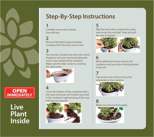 Miniatura 6 de Brussel”s Bonsai - Árbol bonsai de Gardenia viva para exteriores