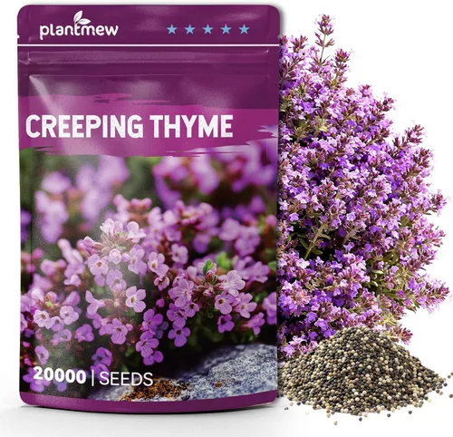 Miniatura 12 de Semillas de Alyssum para plantar, alfombra real morada, semillas de flores de Alyssum moradas dulces, semillas de cobertura del suelo perennes