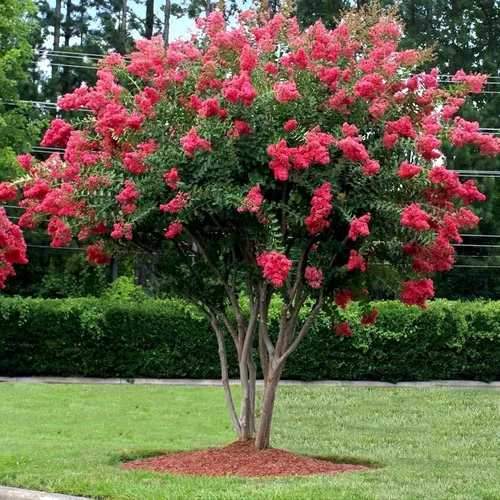 Miniatura 2 de Cangrejo mirto Tuscarora planta 1 maceta grande de tamaño galón comercial Lagerstroemia Indica Árbol de flores ornamentales Plantas