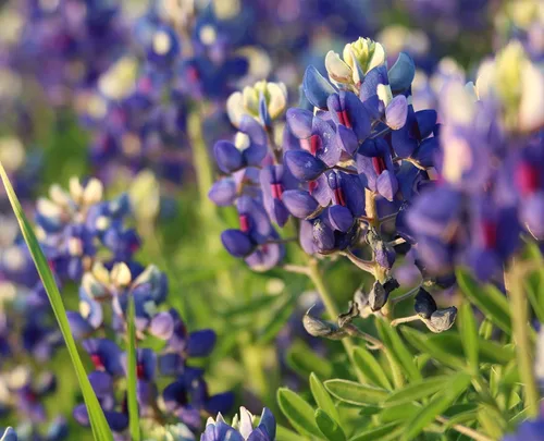 Miniatura 3 de Texas Bluebonnet, Lone Star Candles & More's Premium vertida a mano fuertemente perfumada cera derretida, suave mezcla floral, 12 cubos de cera