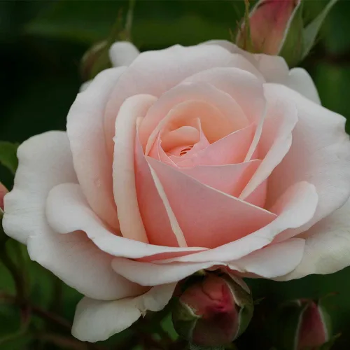 Miniatura 2 de Heirloom Roses Shrub Rose Bush - Majestic Planta rosa viva para plantar al aire libre