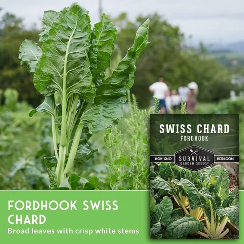 Miniatura 3 de Fordhook - Semillas de acelga gigante para plantar, acelga verde reliquia con tallos blancos, cultivo de clima fresco o cálido para jardines