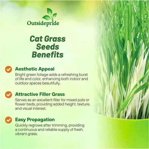Miniatura 3 de Outsidepride - 500 semillas de la hierba ornamental cebada (Hordeum vulgare Variegate [Cat Grass] para sembrar