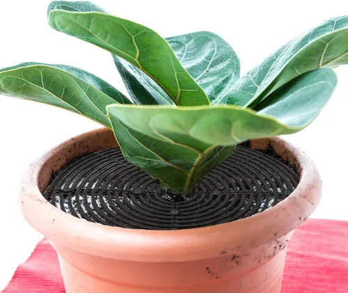 Miniatura 7 de Newtay 2 fundas protectoras de suelo para macetas, protectores de flores cortables contra animales, gatos, ardillas, tapones para excavar plantas