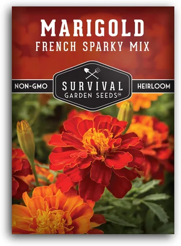 Semillas de caléndula chispeante francesa para plantar, planta y cultiva flores de pátula roja y naranja en tu huerto casero, reliquia sin OMG,