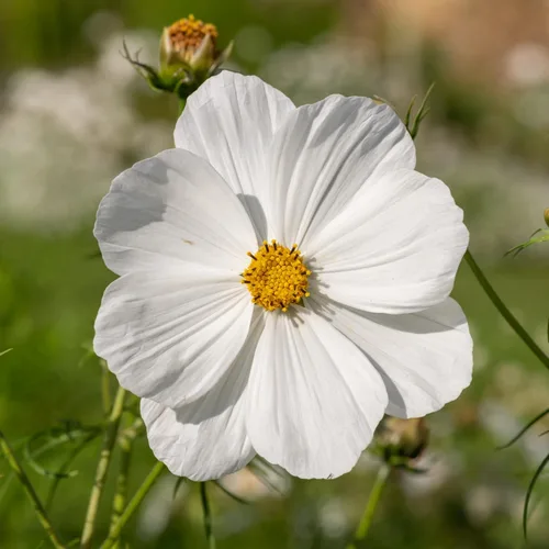 Miniatura 2 de Seed Needs Cosmos Seeds White Purity 5,000 Semillas Heirloom Paquete a granel