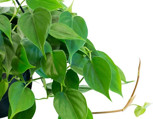 Miniatura 2 de Urban Jungle Philodendron Cordatum en maceta cultivadora de 4 pulgadas (planta viva)