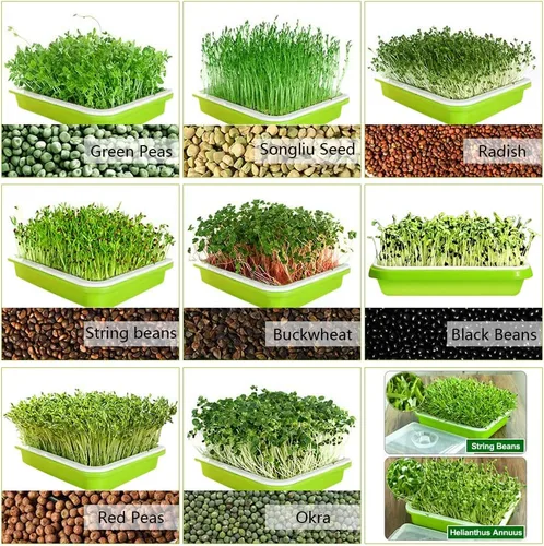 Miniatura 10 de SUNPRO Paquete de 2 bandejas para germinar semillas sin BPA, PP sin tierra, gran capacidad, contenedor de germinación de pasto de trigo saludable