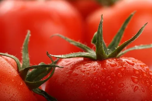 Miniatura 2 de Bobcat - Semillas de tomate híbridas - Tomates hermosos y firmes de gran sabor (10 semillas)
