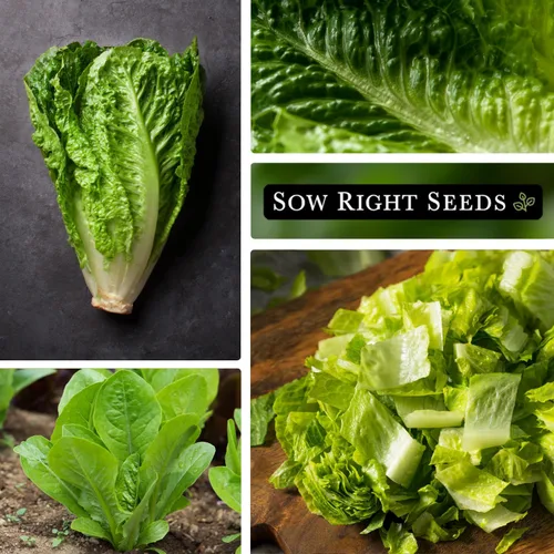 Miniatura 4 de Sow Right Seeds - Semillas de lechuga Jericho para plantar - Paquete de reliquia sin OMG con instrucciones para plantar un huerto doméstico - Al