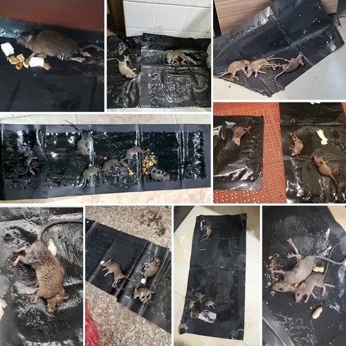 Miniatura 3 de Paquete de 6 trampas adhesivas para ratones, súper grandes de 47.2 x 11 pulgadas, trampas de pegamento para ratones y ratas, trampas para interiores