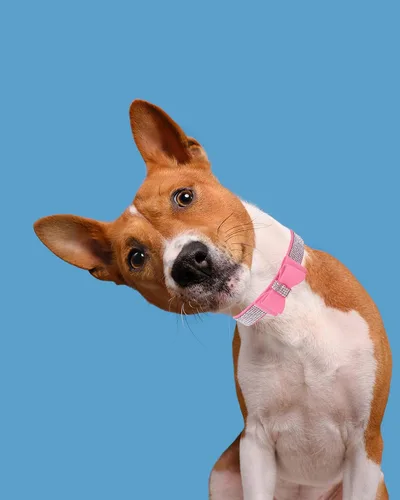 Miniatura 4 de Collar de perro con diamantes de imitación para perros pequeños, medianos y grandes, collares ajustables de cuero gamuza con brillantes para perros