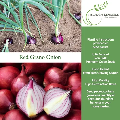 Miniatura 2 de Semillas de cebolla roja de Grano (Allium cepa) – Más de 300 semillas de reliquia sin OMG de Isla's Garden Seeds, bulbos rojos suaves y dulces