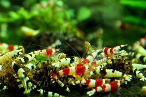 Jungleaquashrimp - Acuario de agua dulce vivo de grado S-SS de cristal mixto de camarones rojos y negros, invierte abeja Caridina, 1/4 a 1/2 pulgada