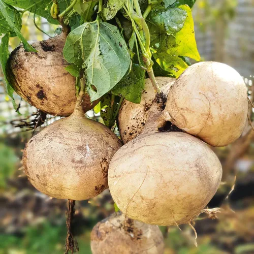 Más de 200 semillas de jícama dulce para plantar orgánica, para plantar en tu hogar, huerto, jardín al aire libre, variedad de semillas