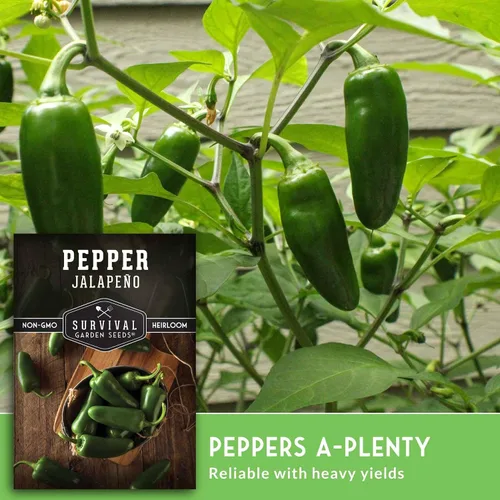 Miniatura 5 de Semillas de pimiento jalapeño para plantar, pimientos tradicionales sin OMG para encurtidos y salsas, semillas de jardín de supervivencia