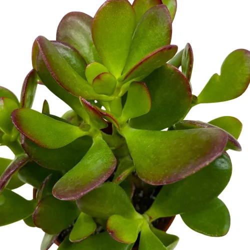 Miniatura 4 de BubbleBlooms Suculenta de jade en una maceta de 4 pulgadas Crassula ovata