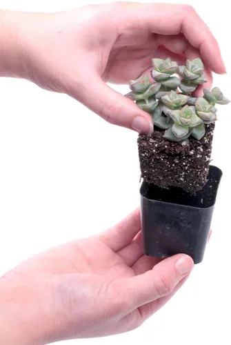 Miniatura 4 de Mountain Crest Gardens Paquete de Variedad Definitiva de Suculentas - 6 Plantas Vivas Únicas, Enraizadas en Macetas de 2 Pulgadas - Suculentas