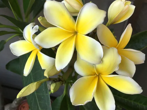 Hawaiian Rare Plumeria Frangipani Planta esquejes rojo, blanco, amarillo, rosa - 10 pulgadas - Descuento Hawaiian Gifts LQ4 (amarillo)