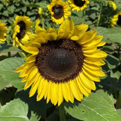 Miniatura 42 de Eden Brothers Semillas de girasol - Autumn Beauty