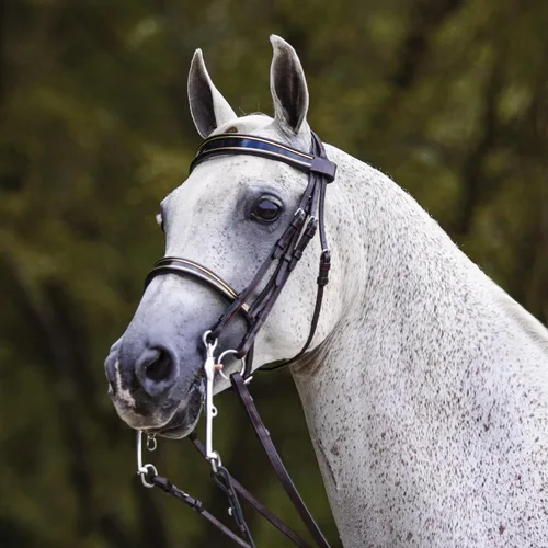 Miniatura 2 de Joseph Sterling Kiesner Comfort Show Bridle para caballos Diseñada por Professional Trainer Corona Comfort Plus para facilidad Bandas