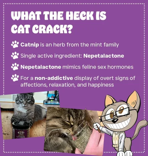 Miniatura 2 de Cat Crack Hierba gatera orgánica, mezcla orgánica 100% natural que energiza y excita a los gatos, golosinas seguras de hierba gatera utilizadas