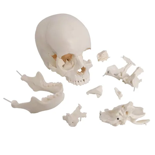 Miniatura 3 de Cráneo humano desarticulado, modelo de cráneo de 22 piezas, modelo de cráneo humano despiezado color de hueso adulto, modelo de cráneo anatómico
