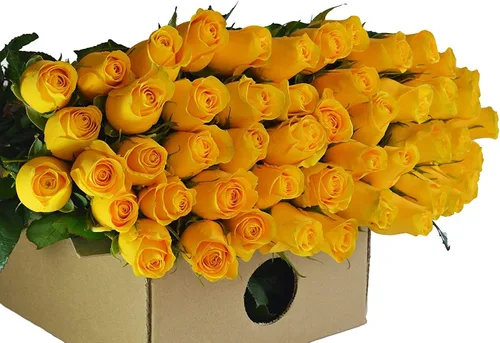 KaBloom Flower - 100 Rosas Amarillas Premium Direct Fresh - Flores frescas para cumpleaños, San Valentín y Día de la Madre Amarillo rosa