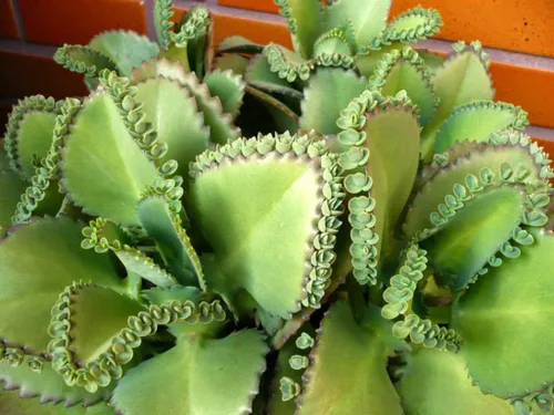 1 planta viva madre de miles | Suculenta Kalanchoe Daigremontiana de 4 pulgadas | Bryophyllum Daigremontianum | 1 planta de sombrero mexicano con