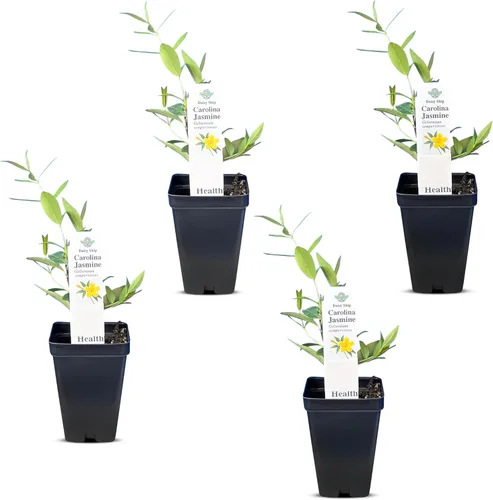 Miniatura 35 de Hibisco Rosa. rosa-sinensis. Planta Viva - Hibisco Tropical Floreciente, Flores Bonitas, Usado en Té y Jugo (2 Plantas de Hibisco Rosa)