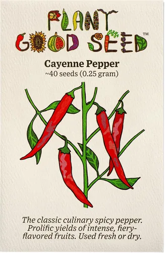Miniatura 8 de Plant Good Seed Semillas de pimienta Aji Amarillo orgánicas para plantar: chile tradicional peruano, frutos amarillos anaranjados - Paquete de 30