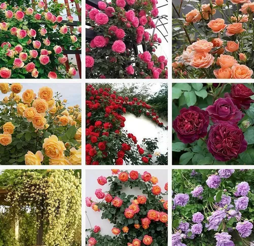 250 semillas de rosas trepadoras mixtas, fragantes y vibrantes flores trepadoras, decorativas para vallas y arcos de jardín, resistentes al frío y