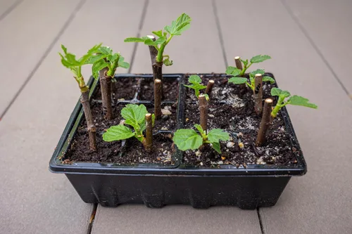 Miniatura 5 de Gardzen Paquete de 3 bandejas de inicio de semillas, bandejas de germinación de plantas, kit de inicio de semillas con cúpula ventilada de humedad