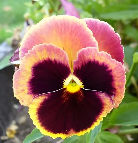Miniatura 6 de Swiss Giant - Mezcla de semillas de pensamiento – Flores grandes y vibrantes 100 semillas sin OMG para plantar Anuales resistentes al frío